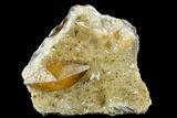 Dogtooth Calcite Plate With Golden Calcite Crystal - Morocco #115198-2
